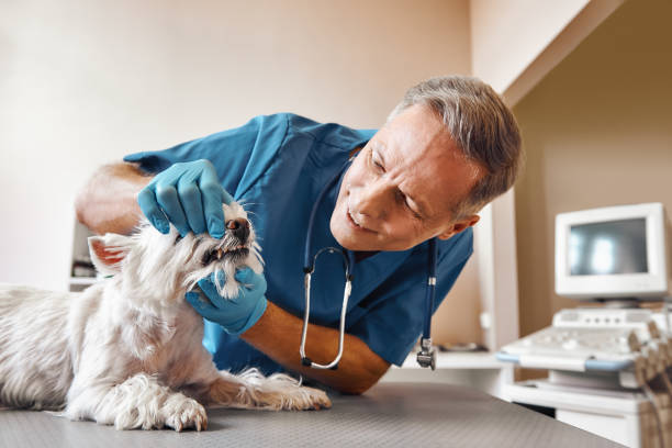 Best Emergency X-Rays and Diagnostics in Glenmont, MD